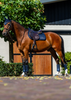Equestrian Stockholm Midnight Line Navy Jump Pad