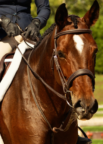 Blissful Oxford Wide Hunter Bridle