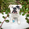 Custom Made Pet Sculptures
