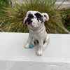 Custom Made Pet Sculptures
