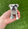 Custom Made Pet Sculptures
