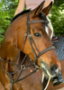 Blissful Oxford Classic Fancy Stitch Bridle