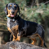 LeMieux Ascot Rope Dog Collar- Peacock