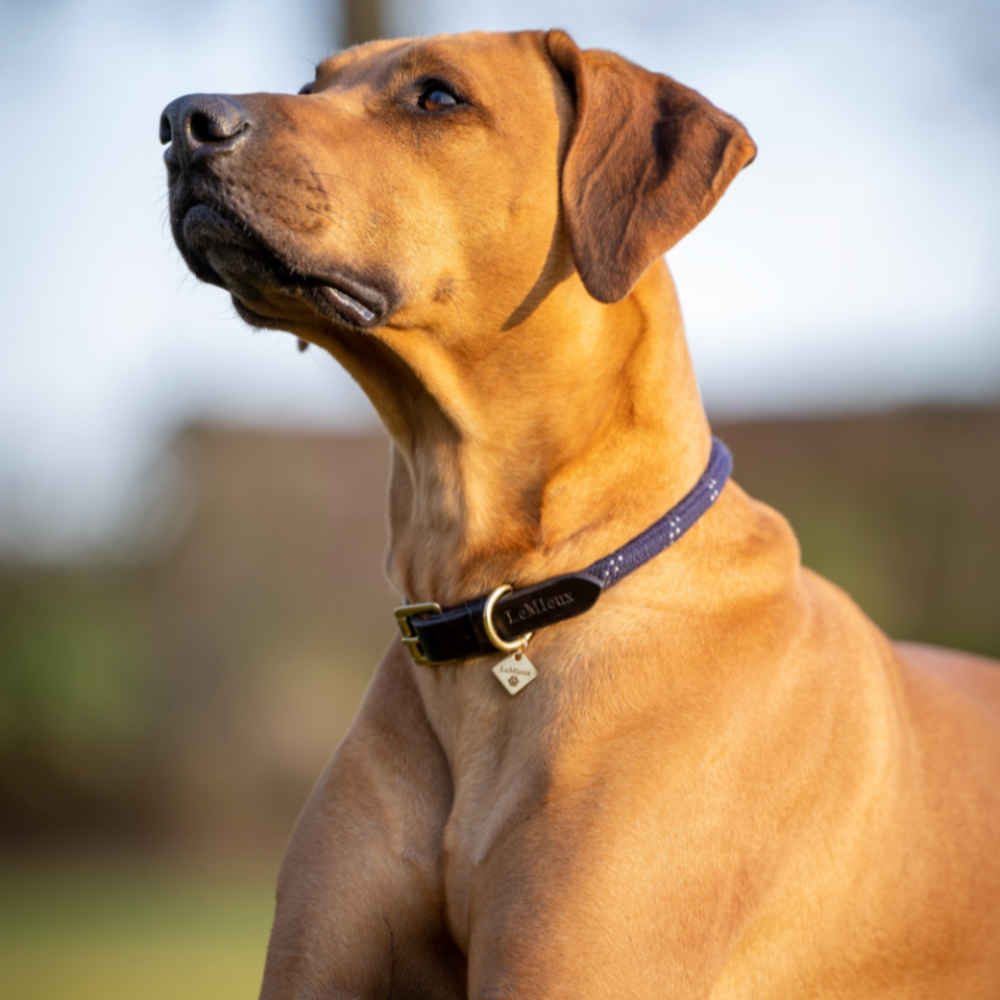 LeMieux Ascot Rope Dog Collar- Navy